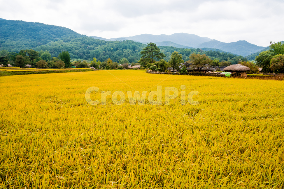 외암민속마을,민속마을,전통,초가집,농사,벼,가을,가을,계절,fall,autumn,season