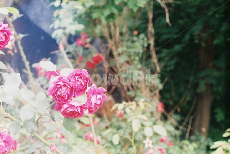 꽃,장미,빛,숲,빨간색,flower