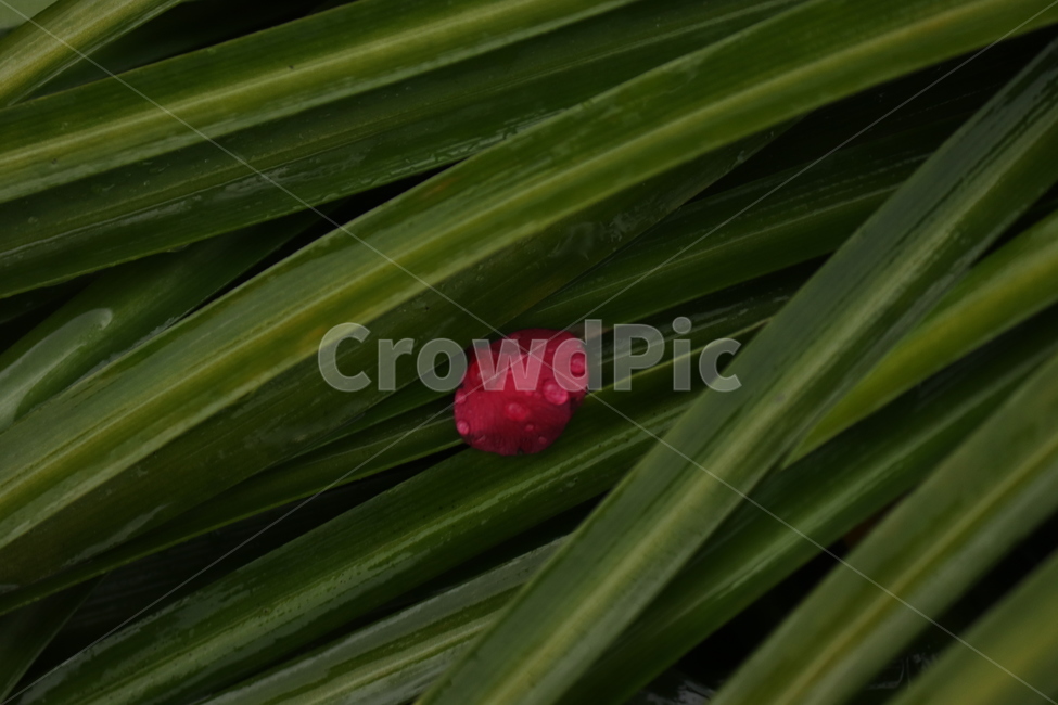 식물,꽃잎,홍매화,낙화,봄꽃,봄날,감성,배겅화면,식물,자연,plants,nature,꽃,flower