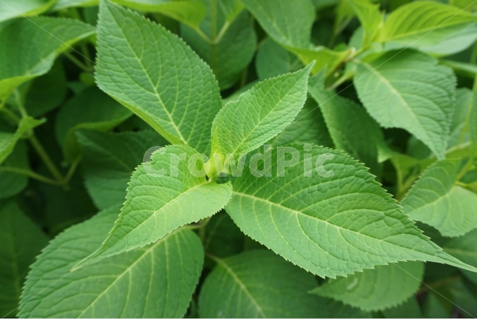 leaf,잎,plant,식물,확대자연샷,vase,병장식,pottery,도기류,식물,자연,plants,nature