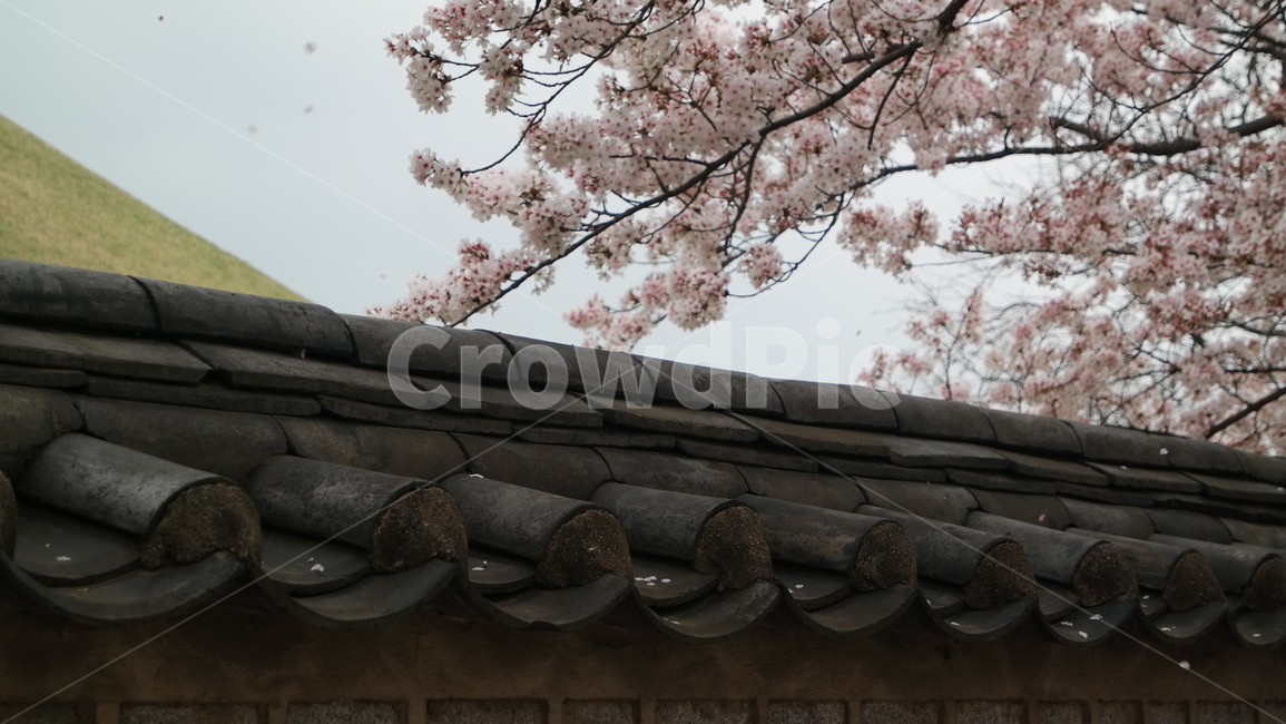 담장,벚꽃,벚나무,담벼락,한옥,지붕,꽃나무,봄꽃,자연,풍경,wall,stonewall,cherryblossom,tree,flowers,hanok,roof,nature,landscape,spring,봄,계절,spring,season,한국전통,한국문화,korean traditional,korean culture,건축물,건물외관,exterior,building,structure,architecture,construction,plant,식물
