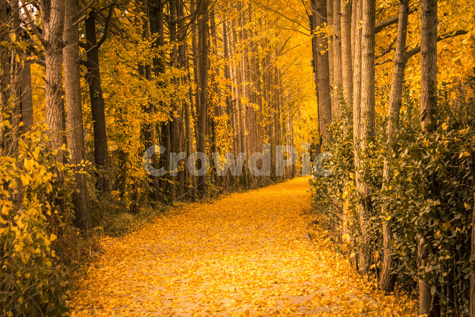 은행나무,은행나무길,가을,가로수길,road,단풍,plant,식물,tree,나무,은행,은행잎,잎,leaf,가을,계절,fall,autumn,season,자연,풍경,nature,landscape,ground,바닥