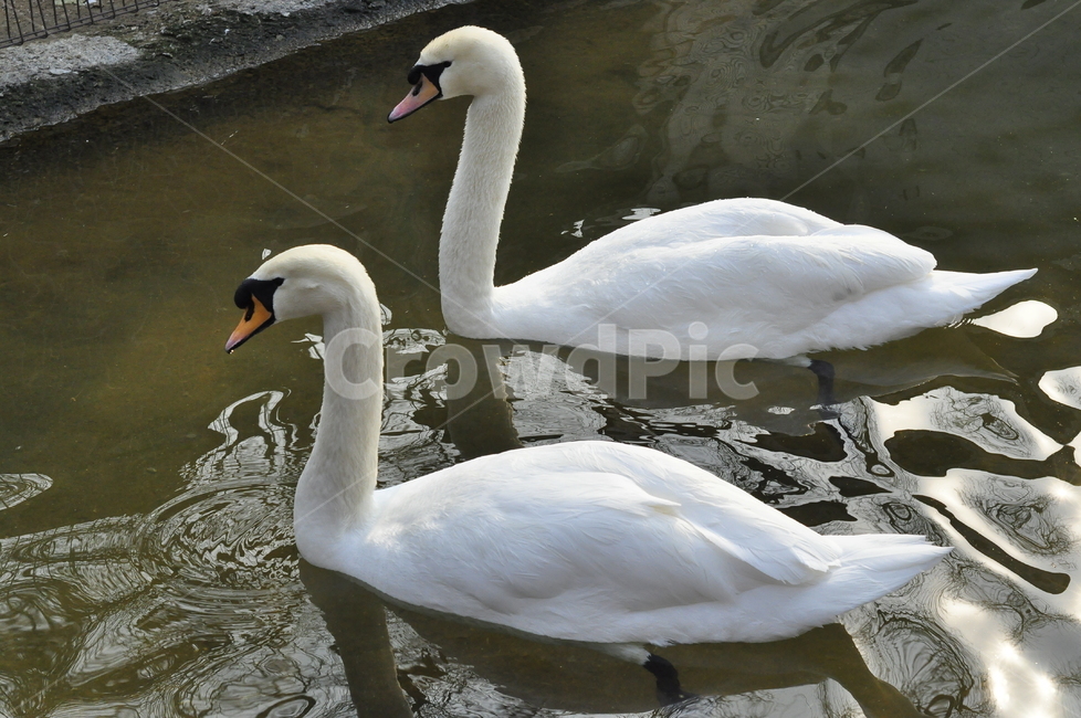 animal,동물,bird,새,백조,swan,동물,animal,조류,새,birds