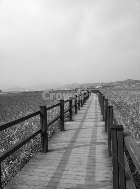 갈대밭,자연,순천만,순천,자연생태공원,흑백사진,흑백,자연,풍경,nature,landscape,흑백,모노톤,monochrome,black and white,railing,난간,boardwalk,산책로,bridge,다리,building,건물