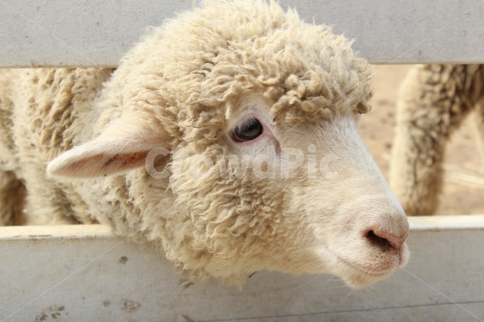 양,동물,animal,포유류,mammal,sheep,귀여움,자연,목장