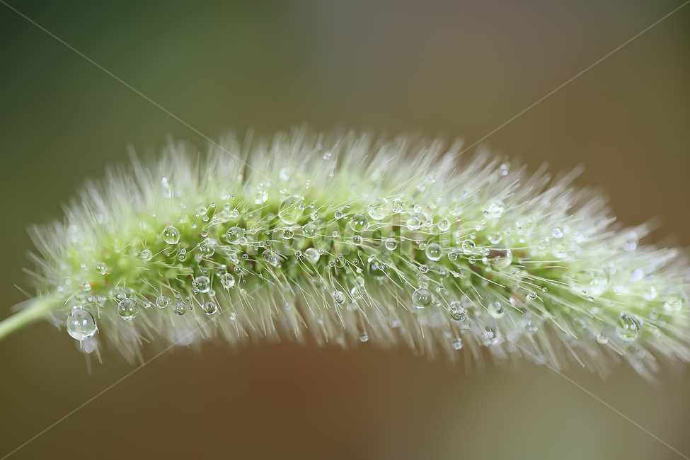 여름,강아지풀,초록,빗방울,접사,물방울,식물,자연,plants,nature