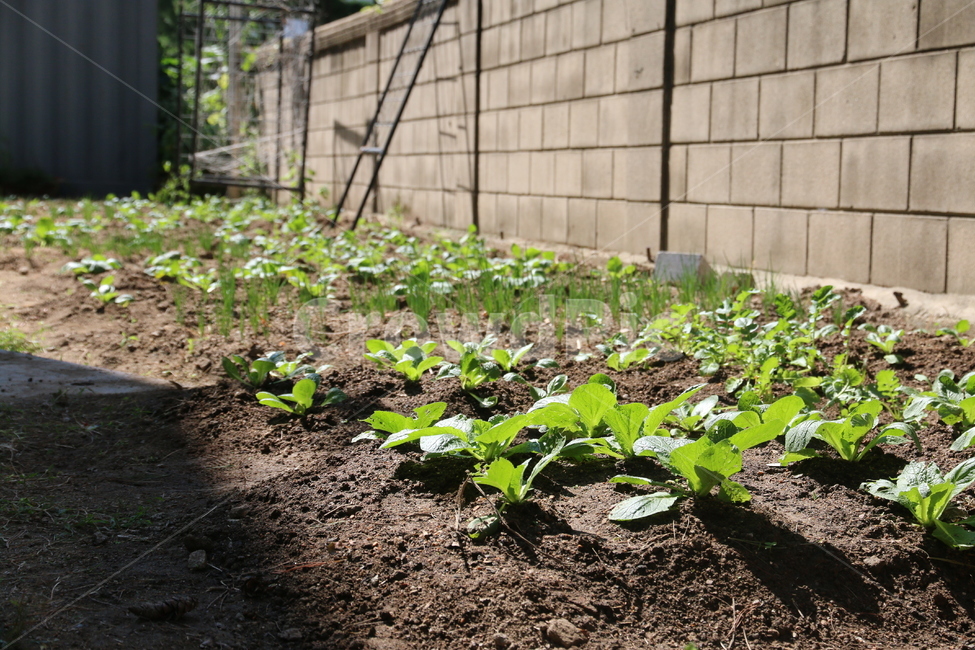 텃밭,텃밭가꾸기,식물,농사,채소,밭농사,흙,토양,식물,자연,plants,nature