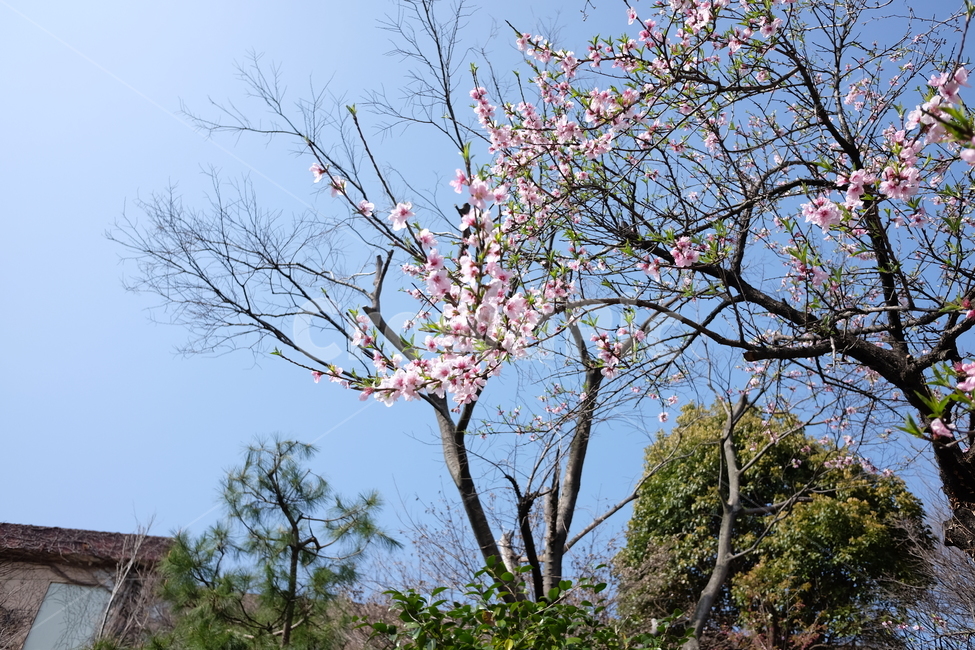 봄,벚꽃,하늘,나무,자연,풍경,맑음,쾌청,꽃,봄,계절,spring,season,식물,자연,plants,nature,나무,trees,wood,plant,flower,blossom