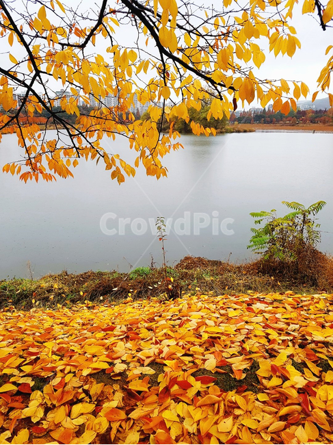 단풍,maple,식물,leaf,잎,호수,가을,계절,fall,autumn,season,plant,tree,나무