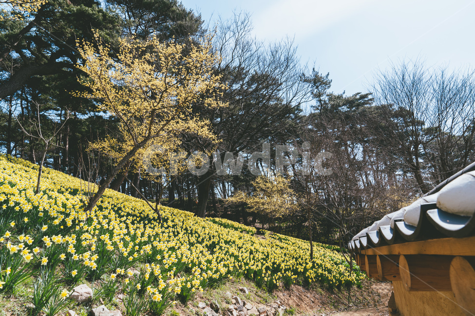 봄,봄꽃,개화,개화기,수선화,자연,풍경,flower,daffodil,blossom,개나리,노란,노랑색,노란꽃,노랑꽃,spring,plant,식물,나무,tree