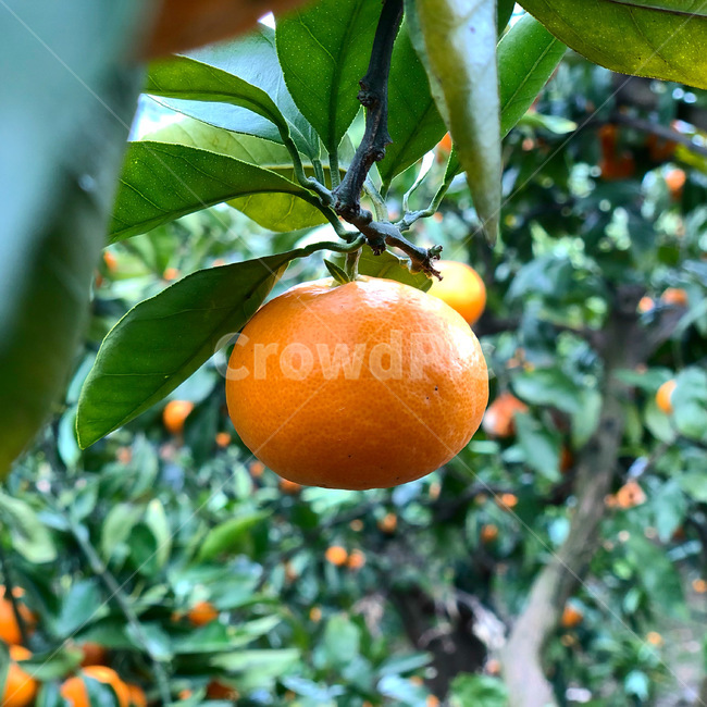 food,음식,citrusfruit,감귤류과일,orange,주황색,plant,식물,fruit,귤,나무,귤나무,제주도,제주,감귤,그리너리,green,과일,열매,fruit