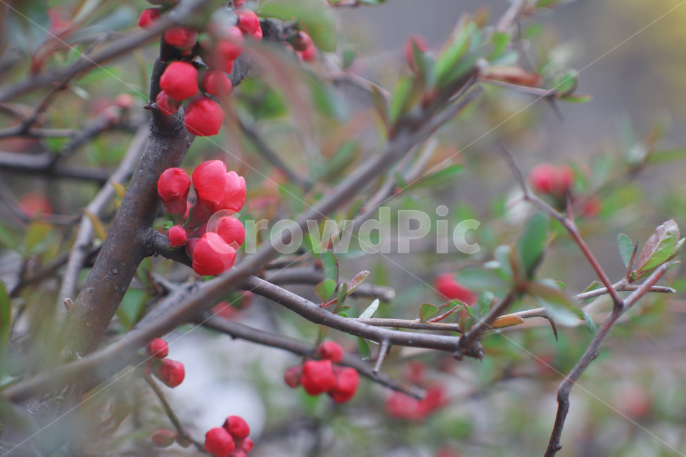 홍매화,봄꽃,봄,spring,flower,plant,식물