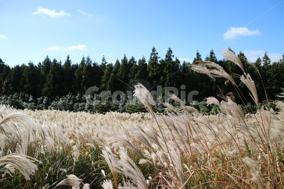 가을,억새,자연,은빛,풍경,가을,계절,fall,autumn,season,자연,풍경,nature,landscape,grass,잔디,plant,식물,lawn,reed,갈대