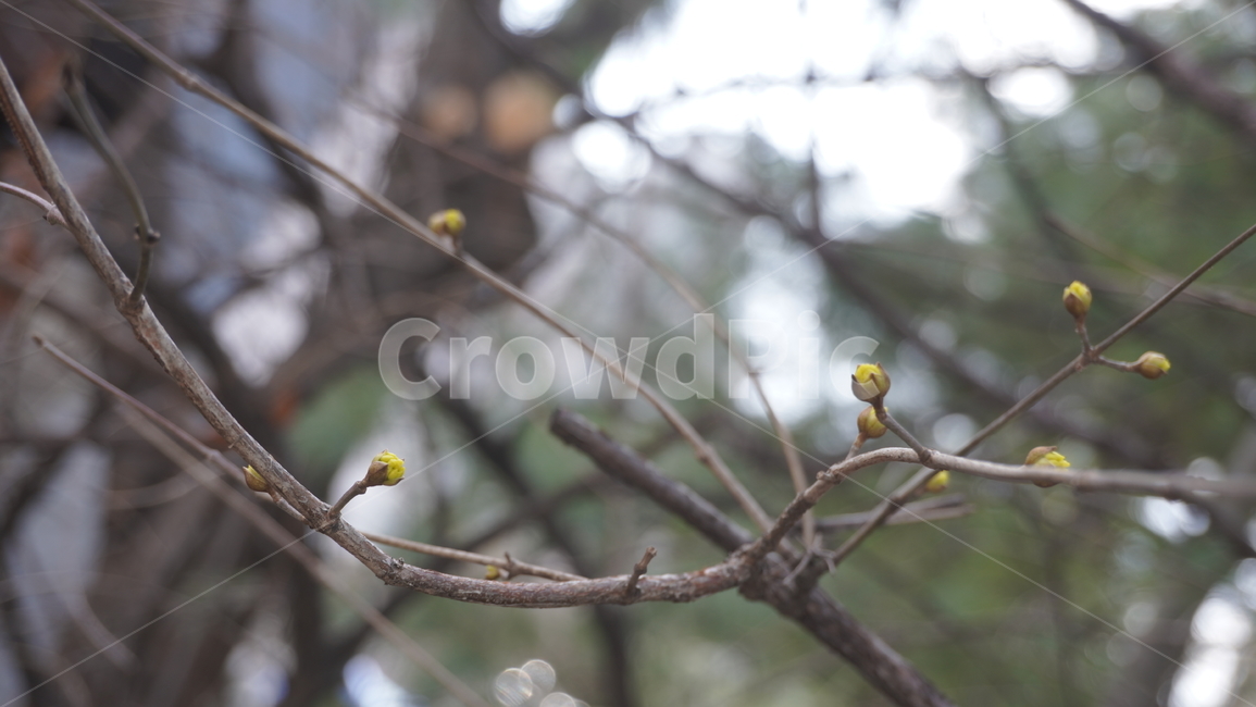 자연,풍경,식물,나무,tree,plant,꽃,꽃봉오리,봉오리,bud,나뭇가지