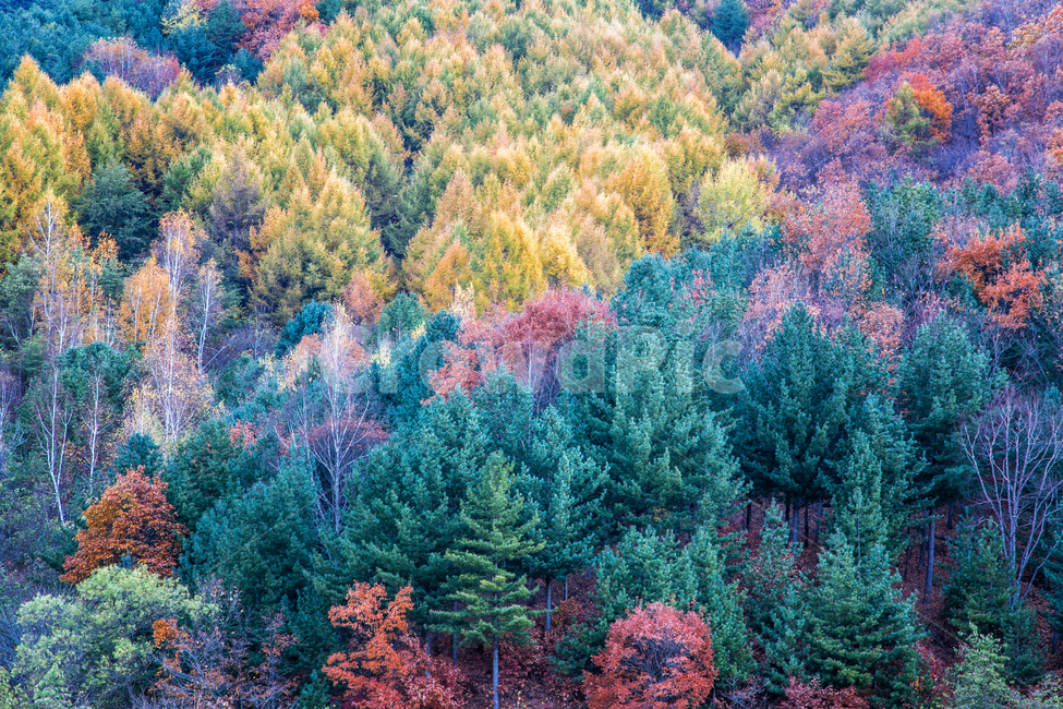 단풍,가을,잎,이파리,잎사귀,자연,풍경,경치,나뭇잎,알록달록,낙엽,tree,나무,plant,식물,가을,계절,fall,autumn,season,자연,풍경,nature,landscape,식물,plants,fir,전나무