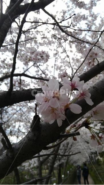 plant,human,cherryblossom,flower,blossom,벚꽃,꽃