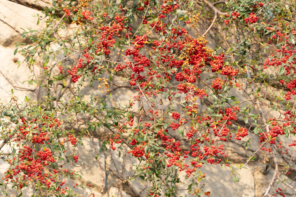 열매,붉은빛,빨간,트리장식,식물,식물,자연,plants,nature,과일,열매,fruit