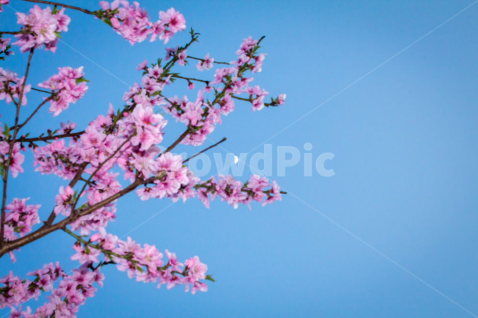 벚꽃,꽃,flower,cherryblossom,blossom,달,moon,봄,봄꽃,spring,밤,night,하늘,sky