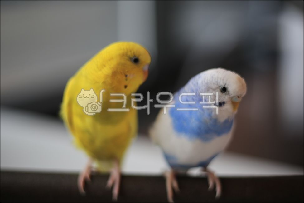 새, 앵무새, 동물, bird, animal, 사진,이미지,일러스트,캘리그라피 - 미리내작가