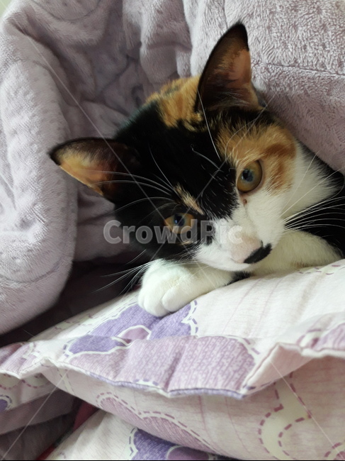 겨울,삼색고양이,반려동물,고양이,이불