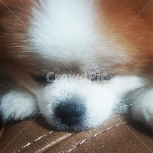 rest,sleep,White,puppy,mammal,pomeranian,animal,nap,dog,pet dog,Sleeping appearance,pet