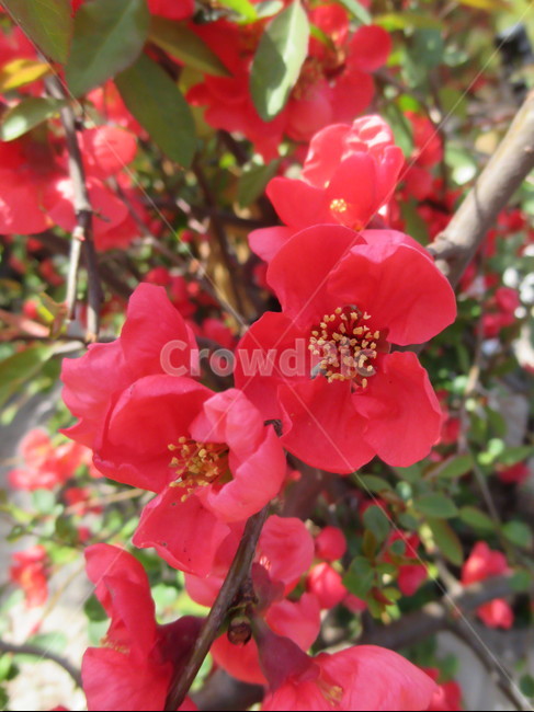 풀명자,꽃,봄꽃,빨간꽃,빨강,flower,명자꽃,plant,식물,봄,자연,nature,초록,초록잎,잎,petal,꽃잎,blossom