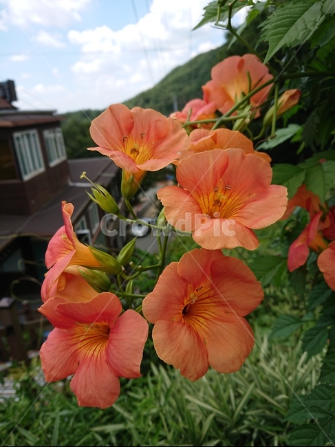 blossom,꽃,flower,plant,능소화,식물,자연,plants,nature,꽃,flower