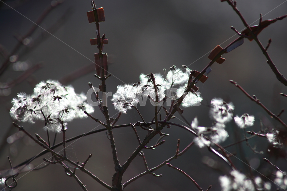 사위질빵,종자,씨앗,번식,clematisapiifolia,식물,자연,plants,nature,꽃,flower