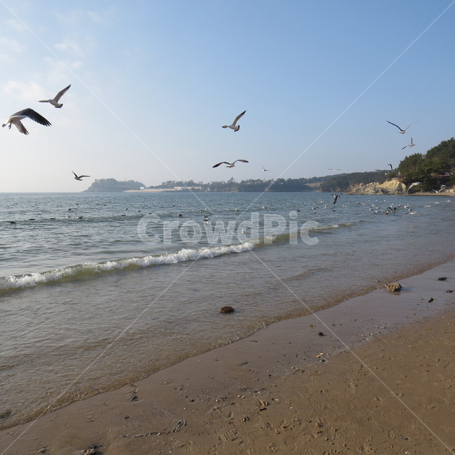 바다,격포,해수욕장,바닷가,해안,갈매기,풍경,기분좋은,파란,해변,해변가,동물,animal,조류,새,birds
