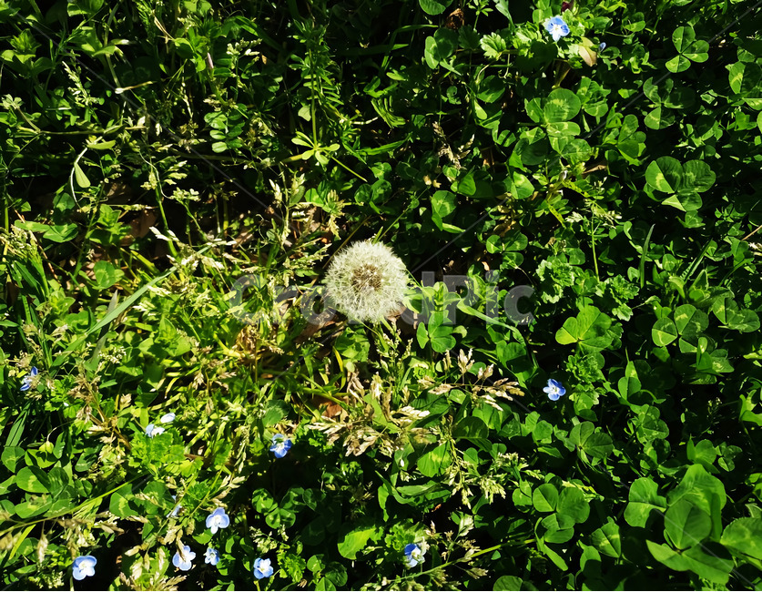 민들레,풀,숲,정원,초록색,식물,꽃,plant,blossom,flower,grass,wood,gardeon,green,dandelion,nature,자연