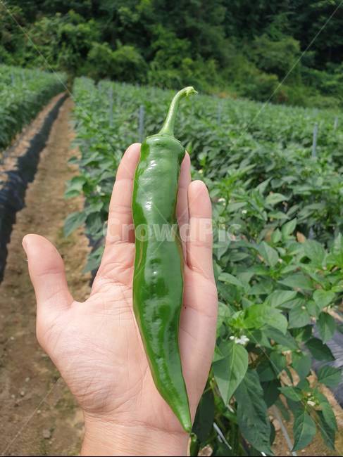 농사,농업,고추,수확,밭,신체일부,몸,body,채소,야채,vegetables,농업,농사,agriculture,farming,farming industry
