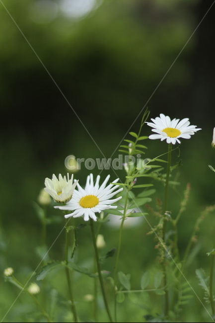 샤스타데이지,꽃,풍경,봄,흰색,식물,자연,plants,nature,꽃,flower