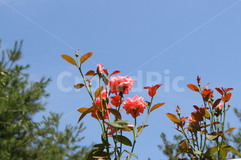 자연,감성사진,꽃,장미,하늘,색감,분위기,분홍,flower,rose,sky,pink,식물,자연,plants,nature,꽃,flower