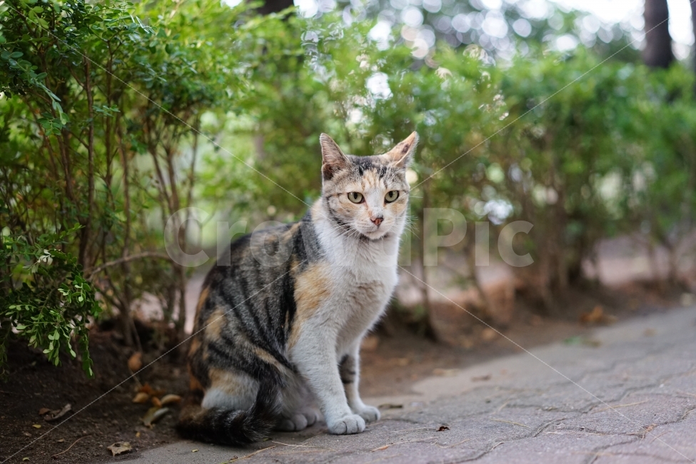 	고양이,동물,야옹이,캣,cat,냐옹이,냐옹,길,거리,일상,풍경,생명,길냥이,길가,일상사진,귀요미,동물,animal,포유류,mammal,고양이,cat,kitten,kitty