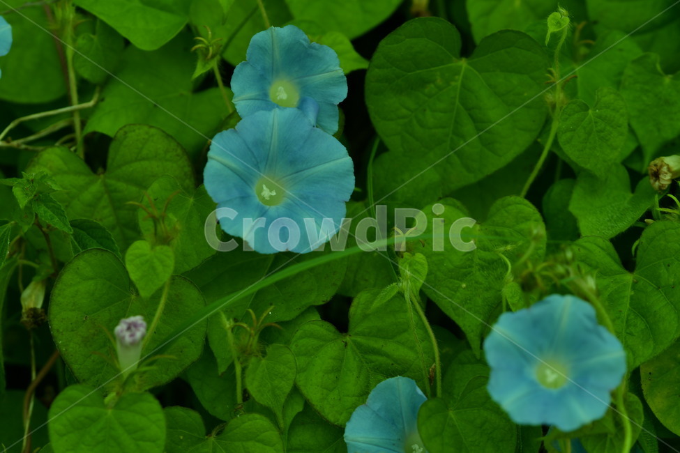 자연,꽃,가을,야생,아침,식물,자연,plants,nature,꽃,flower