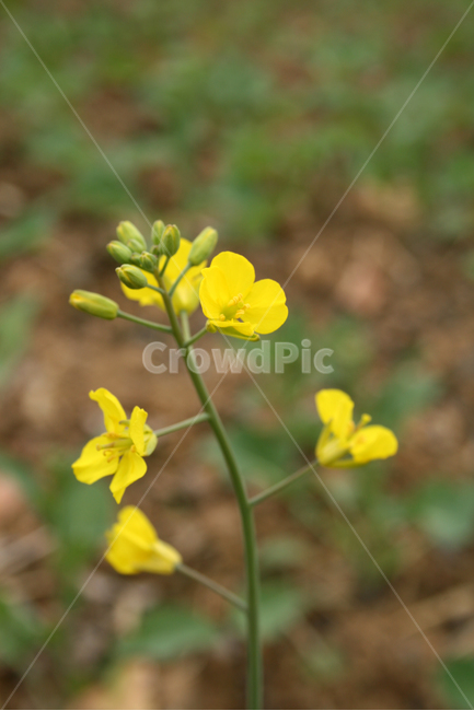 유채꽃,봄,봄날,감성,spring,flower,공원,풍경,식물,새싹,잎,초록,꽃,노란색,봄,계절,spring,season,식물,자연,plants,nature,꽃,flower,plant,blossom,geranium,제라늄