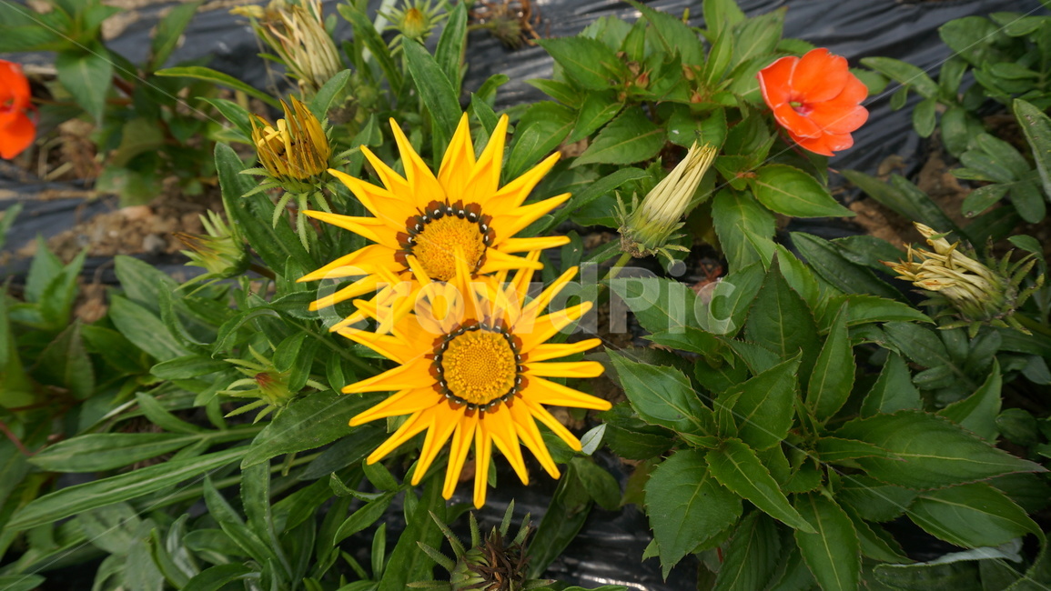 노란꽃,꽃,식물,노란,nature,flower,season,계절,자연,노란색,식물,자연,plants,nature,꽃,flower