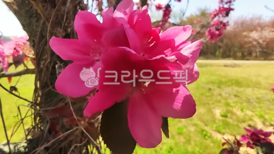 apple blossom,malusfloribunda,stone apple,blossom,plant,flower apple tree,flower apple,Cherry Leaf Flower Apple Tree,flower