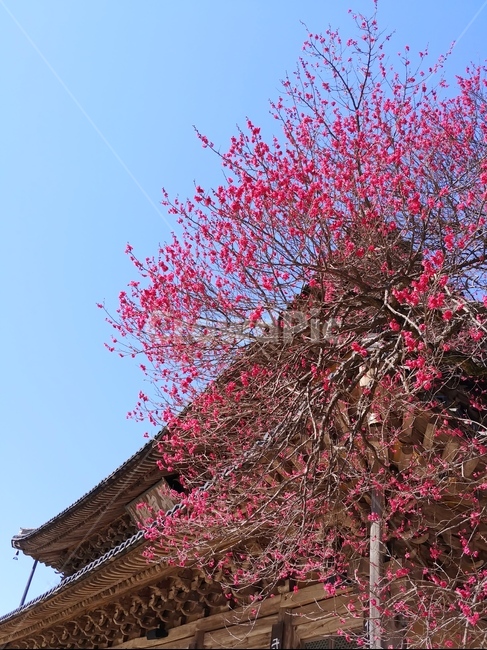 red plum blossom,Gurye Hwaeomsa Red Plum Blossom,Hwaeomsa Temple,tree,Guryegun