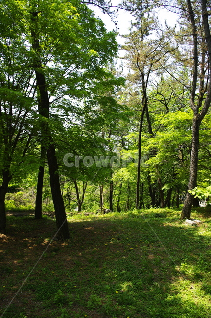 초록,나무,잎,식물,plant,계절,봄,spring,자연,nature,숲,여름,계절,summer,season,자연,풍경,nature,landscape,tree,vegetation,초목,forest,land,땅,outdoors,옥외,woodland,삼림지,tree trunk,나무 줄기,grove,작은 숲