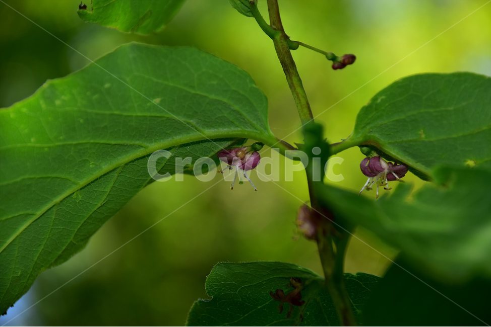 홍괴불나무,야생화,꽃,식물,자연,생태,플라워,flower,plants,nature,식물,자연,plants,nature,꽃,flower