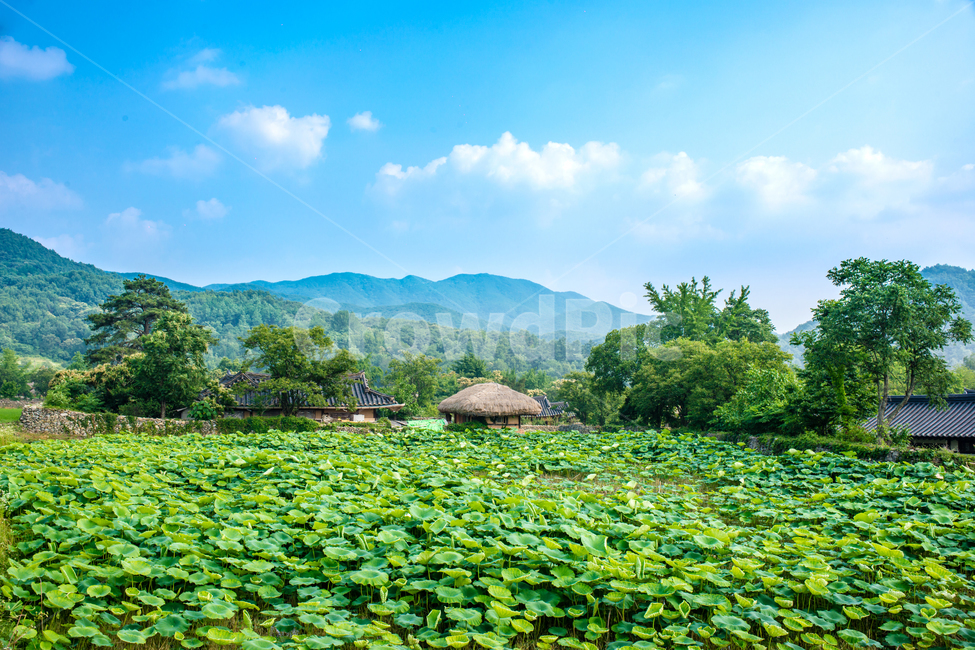 한국,아산시,외암민속마을,민속,전통,시골,한옥,외암마을,자연,풍경,nature,landscape,한국전통,한국문화,korean traditional,korean culture,건축물,건물외관,exterior,building,structure,architecture,construction,outdoors,옥외,vegetation,초목,plant,식물