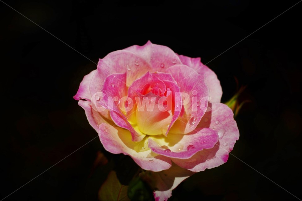 꽃,redflower,붉은꽃,장미,rose
