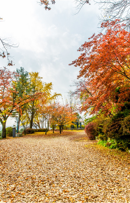 낙엽,가을,풍경,단풍,추억,산책로,힐링,감성,가을,계절,fall,autumn,season,자연,풍경,nature,landscape,tree,나무,plant,식물,road,도로,dirt road,흙길,gravel,자갈,maple