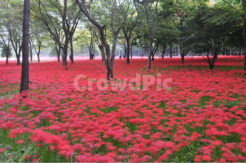 불갑사,꽃무릇,영광,상사화,꽃무릇축제,자연,풍경,nature,landscape,식물,plants,꽃,flower,나무,trees,wood,plant