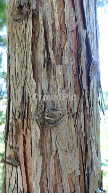 나무,숲,forest,tree,편백나무,히노키,hinoki,편백나무숲,나무껍질,bark,껍질,nature,자연,green,초록,하동,하동편백나무숲,물안골,물안골용용편백림