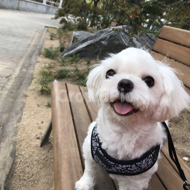 말티즈,animal,동물,pet,maltese,dogs,포유류,white,smile,cute,하네스,산책,공원
