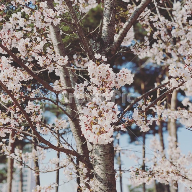 plant,식물,blossom,꽃,flower,벚꽃