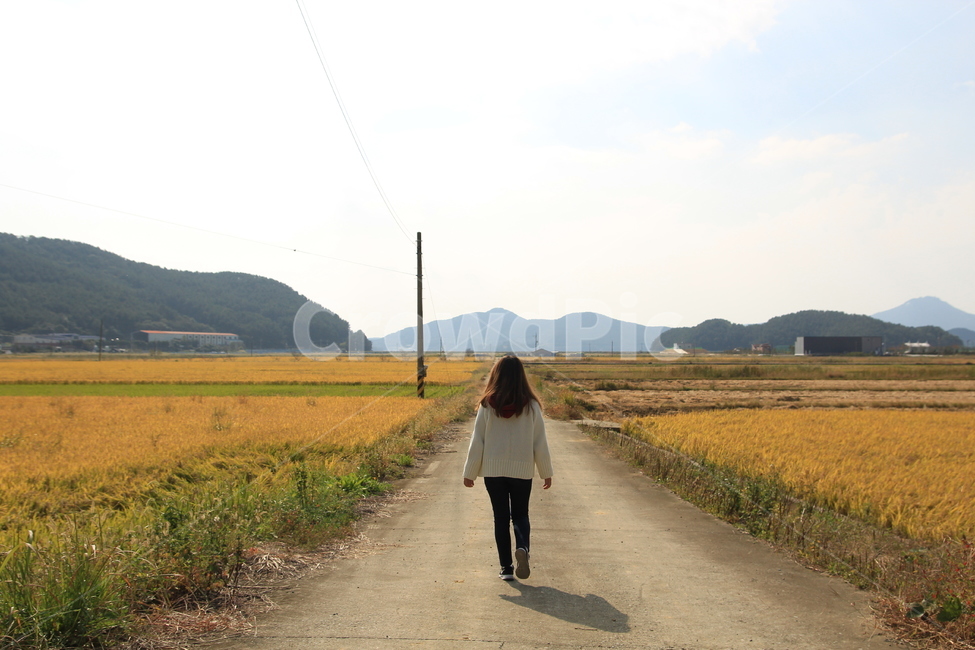 가을,걷다,뒷모습,풍경,자연,벼,가을,계절,fall,autumn,season,사람,인물,인간,human,person,여성,여자,woman,female,lady,gravel,자갈,dirt road,흙길,road,도로