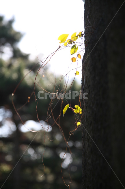 식물,생명,벽,식물벽,담쟁이,덩굴식물,식물,자연,plants,nature